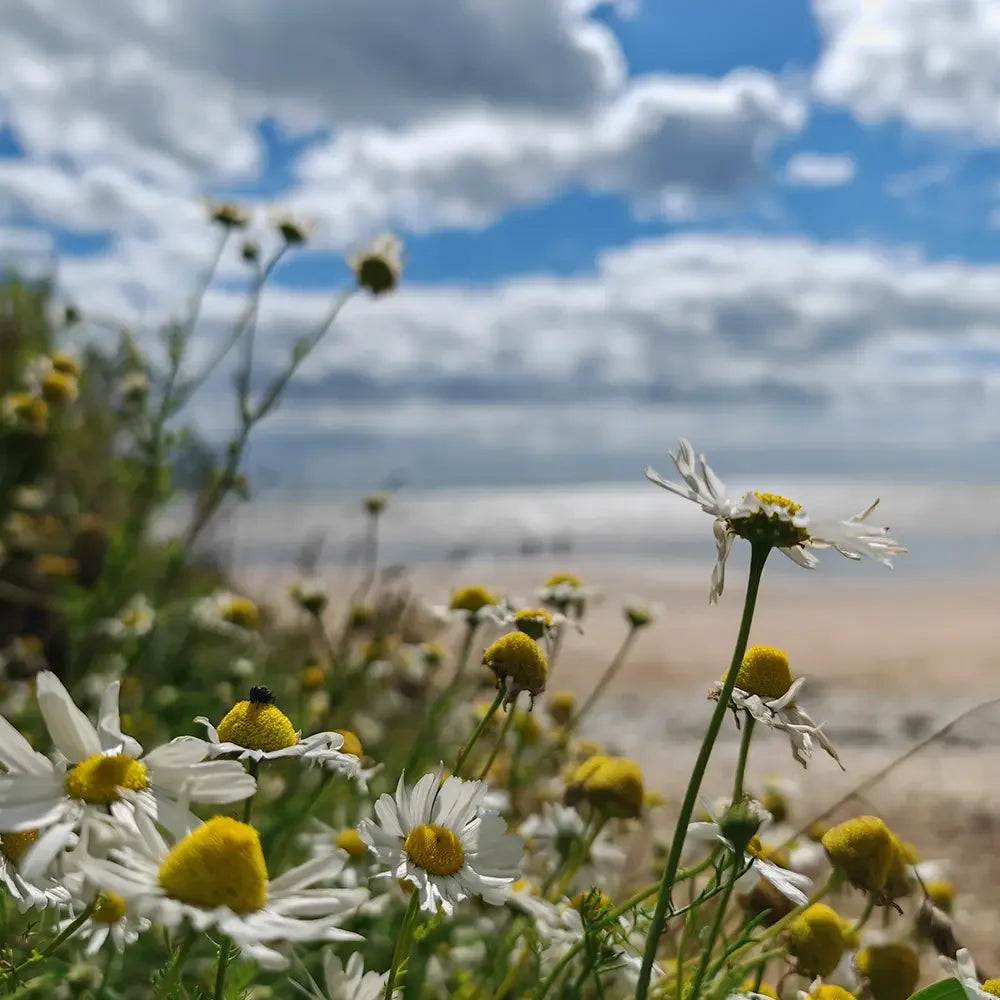 Beach Daisies by Peak ® Type Fragrance - FragranceBuddy