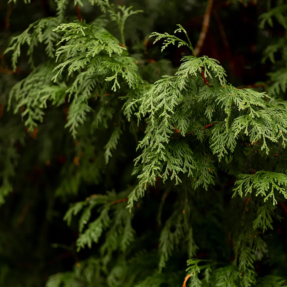 Black Cedarwood and Juniper Type Fragrance Oil