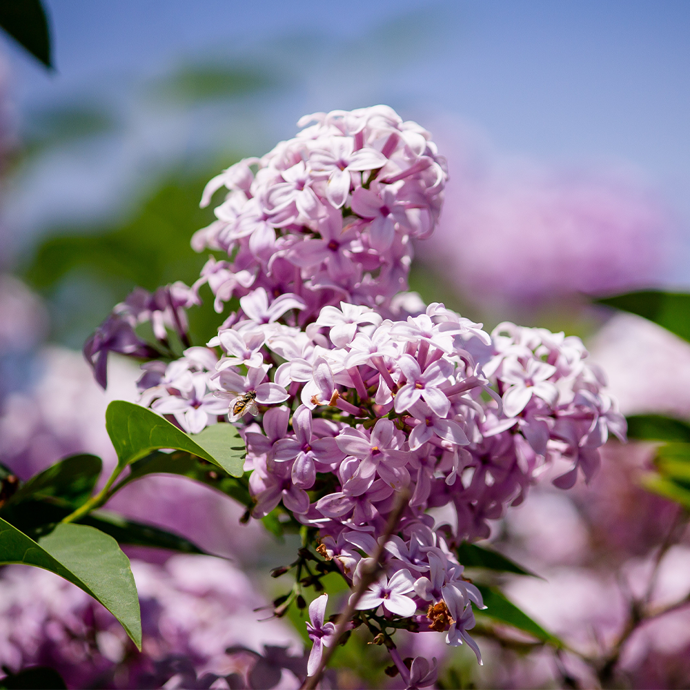 English Lilac Blooms Fragrance Oil - FragranceBuddy