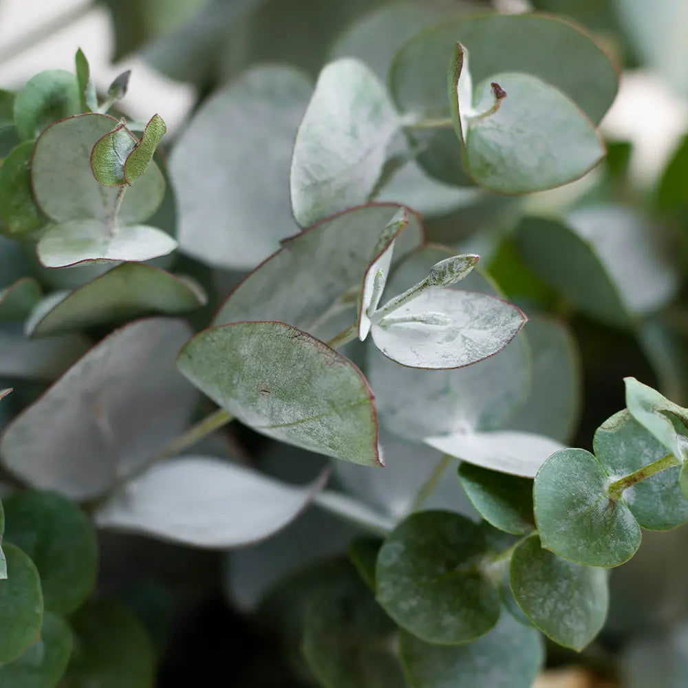 Eucalyptus Fragrance - FragranceBuddy