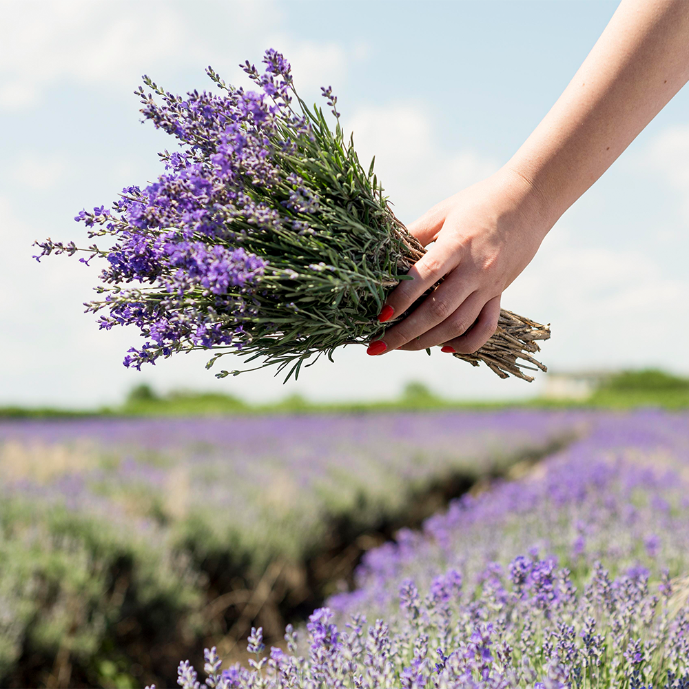 Lavender Blended Bushels Fragrance Oil - FragranceBuddy