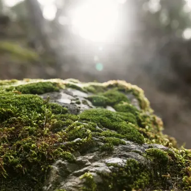 Moss & Mist Fragrance Oil
