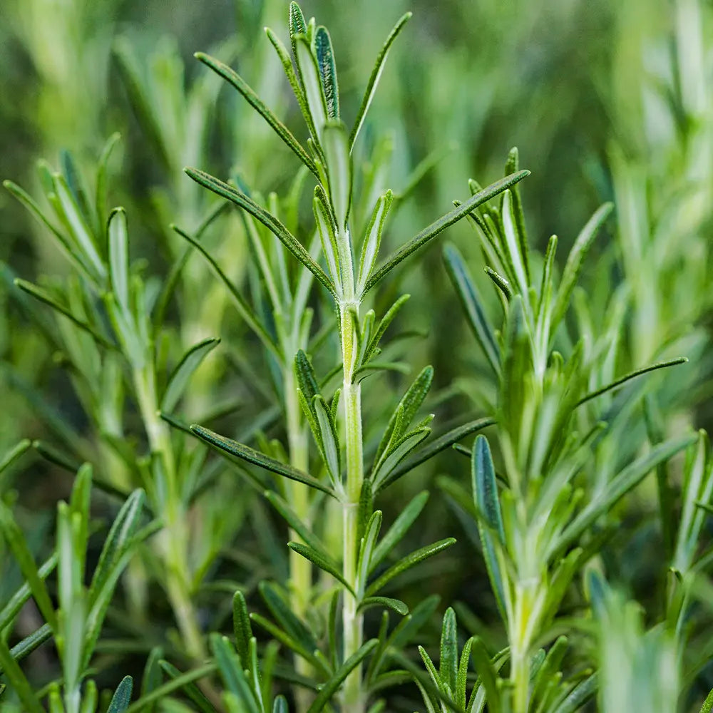 Rosemary Oil
