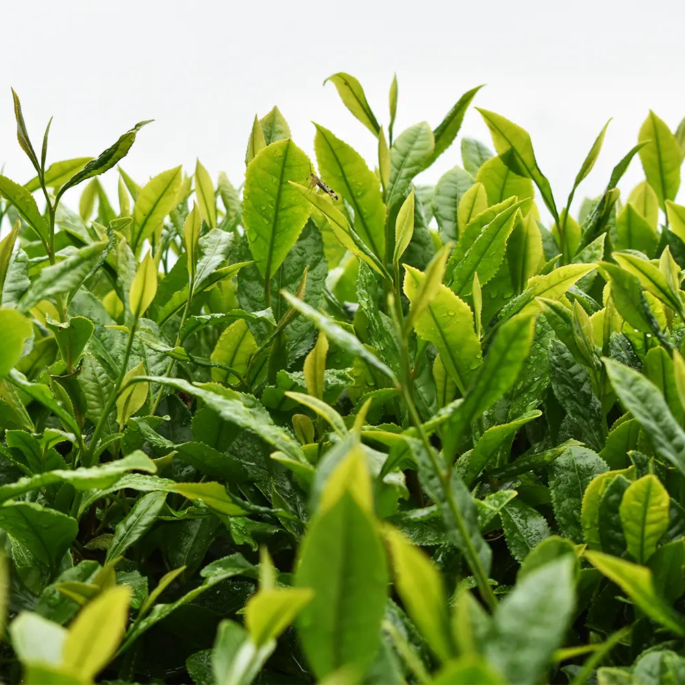 Tea Tree Oil