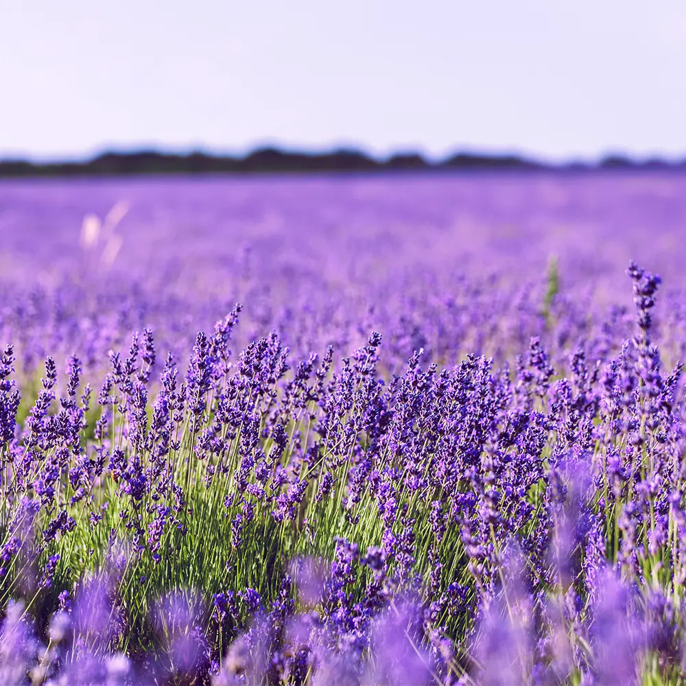 Lavender Fragrance FragranceBuddy