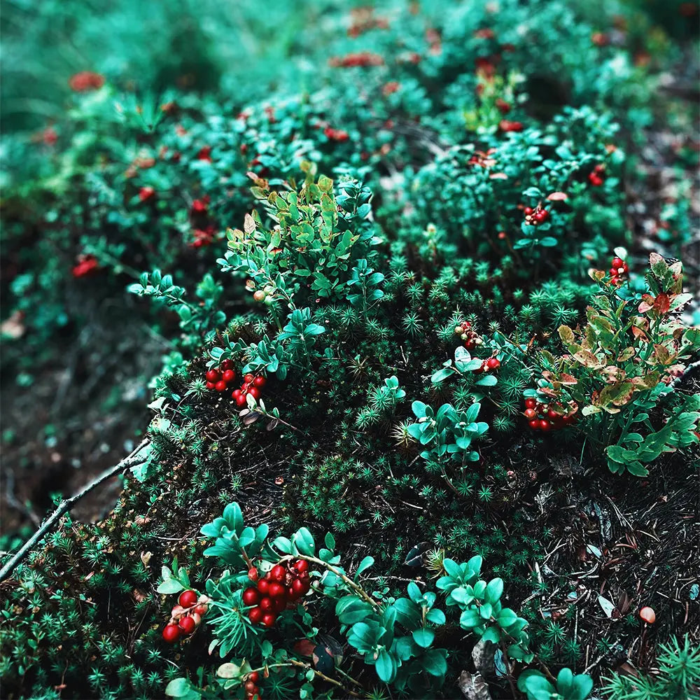 Cranberry Forest Fragrance FragranceBuddy