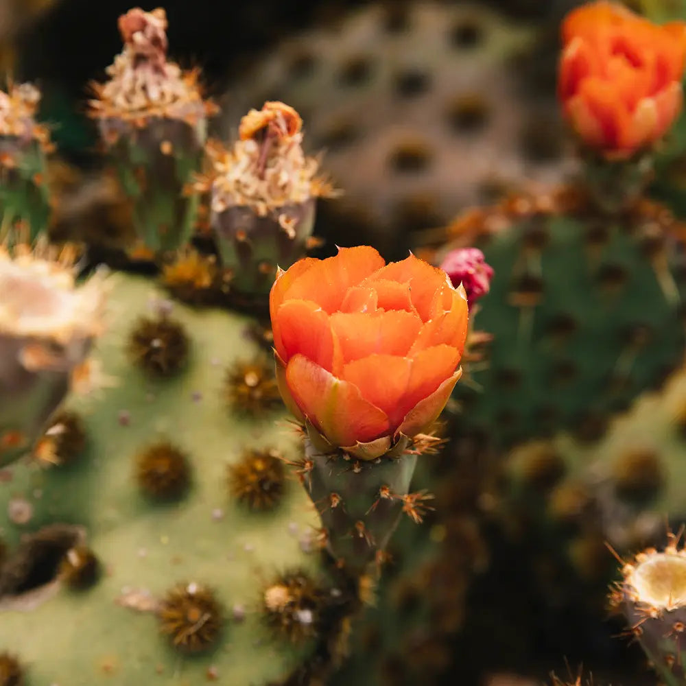 Baja Cactus Blossom Fragrance FragranceBuddy