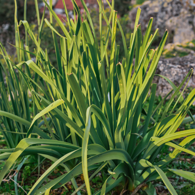 Overstock Lemongrass Fragrance Oil - FragranceBuddy