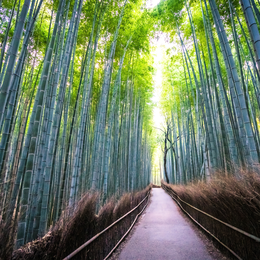 Mountain Top Bamboo Fragrance Oil - FragranceBuddy