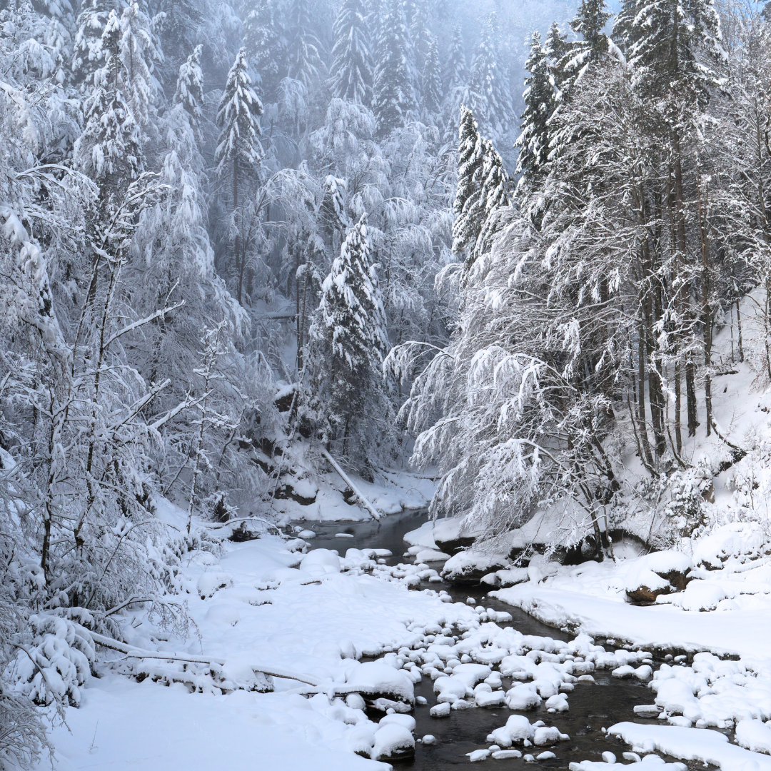 Iced Vanilla Woods Type Fragrance Oil - FragranceBuddy