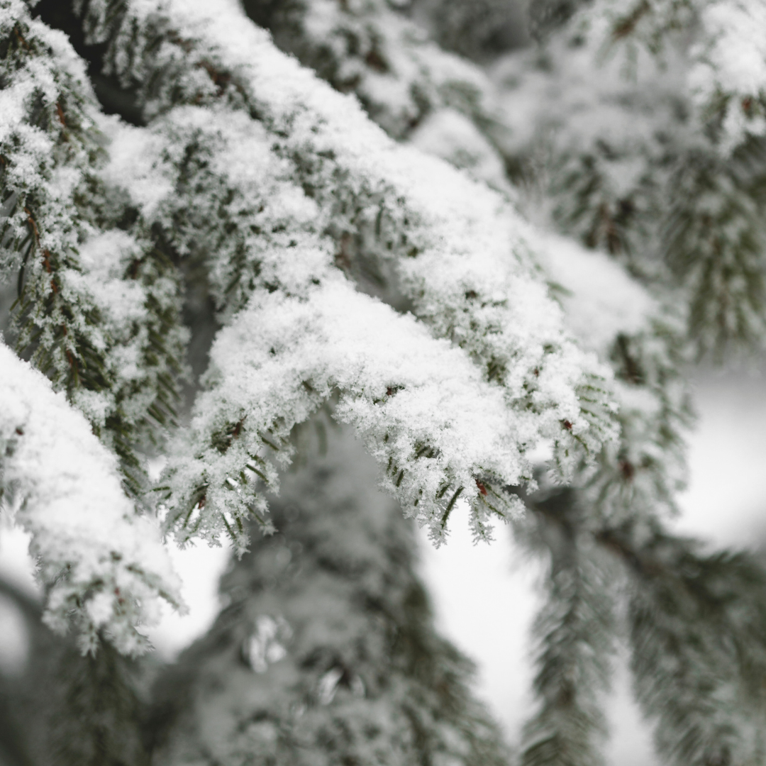 Icy Evergreen Fragrance Oil - FragranceBuddy