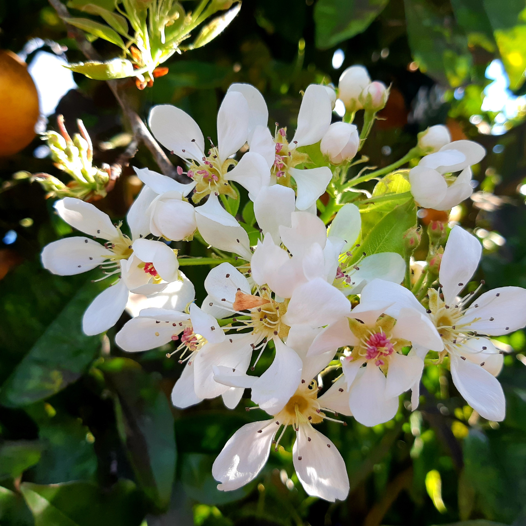 Neroli Blossom Fragrance Oil - FragranceBuddy