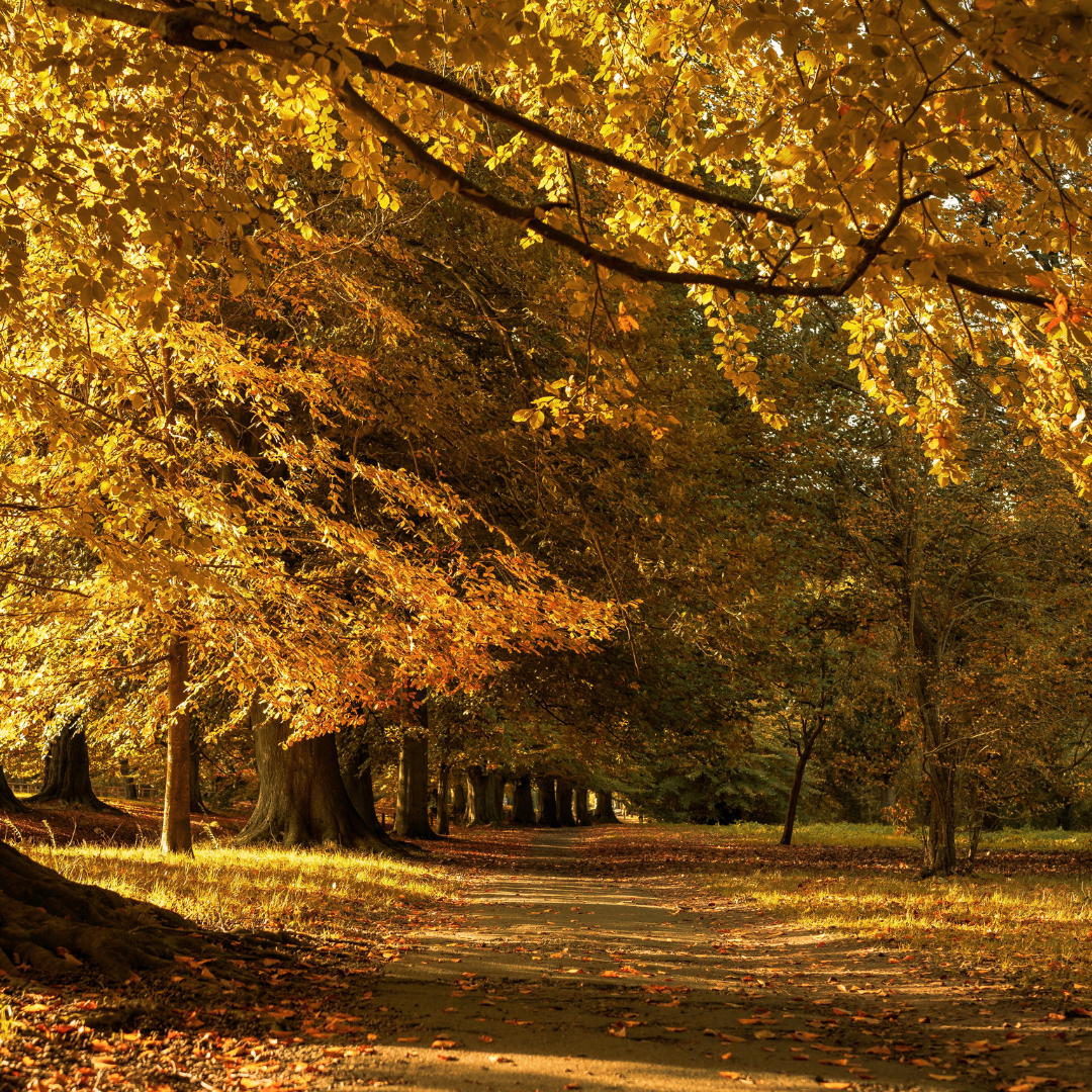 Autumn in the Park Type Fragrance Oil - FragranceBuddy