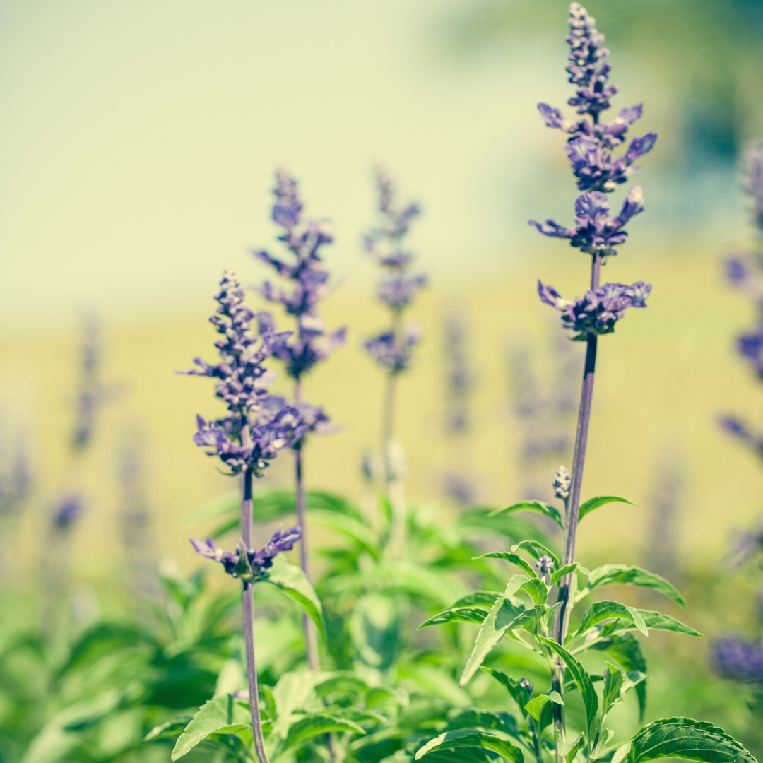 The Perfect Patchouli Fragrance Oil - FragranceBuddy