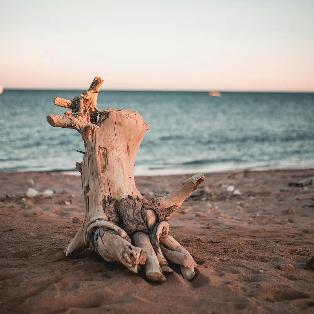 Caribbean Driftwood Type Fragrance - FragranceBuddy