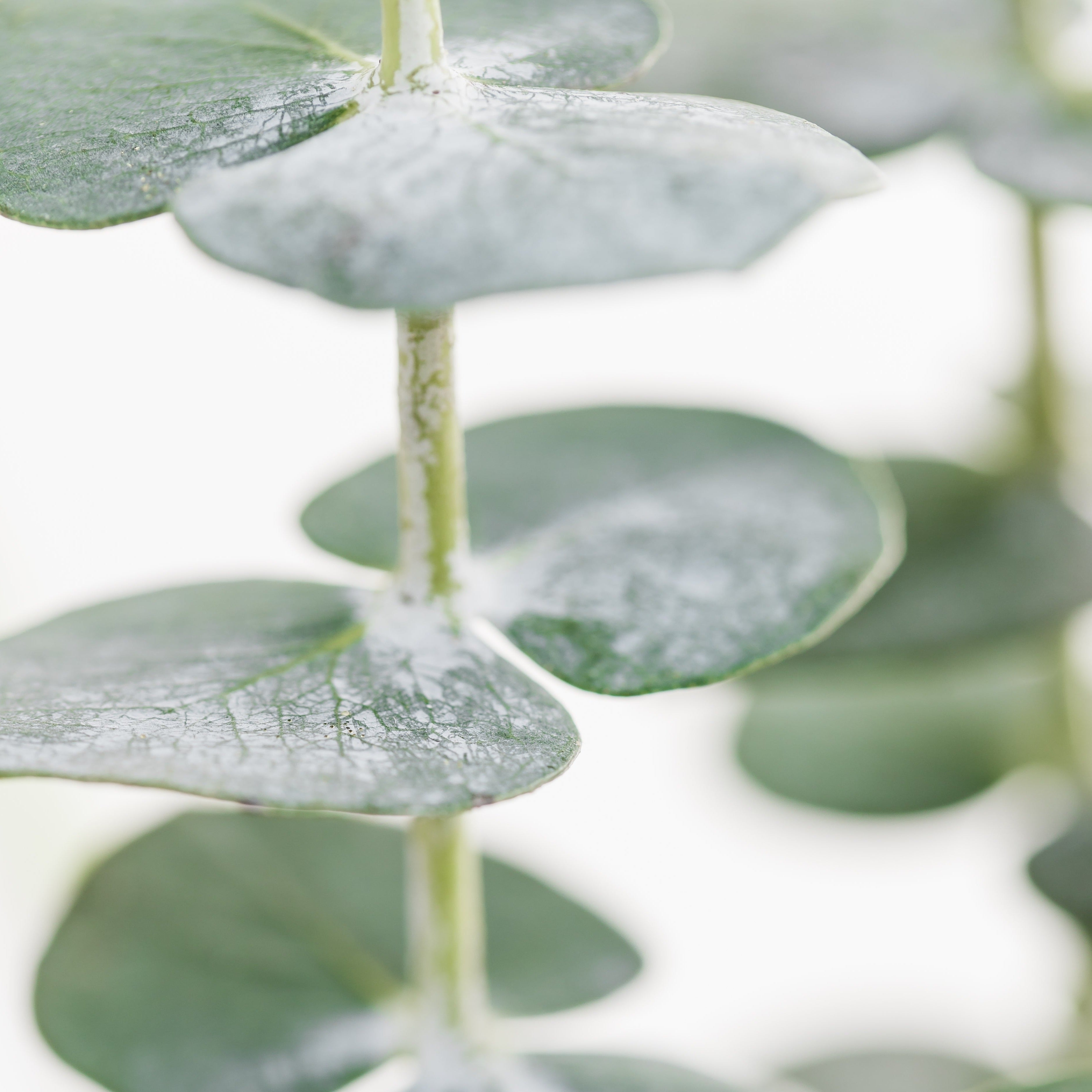 Sparkling Eucalyptus Leaves Fragrance Oil - FragranceBuddy