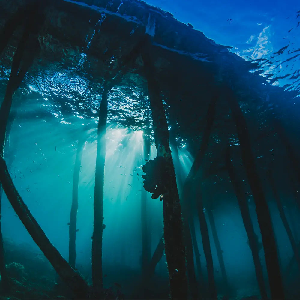 Deep Sea Fragrance - FragranceBuddy