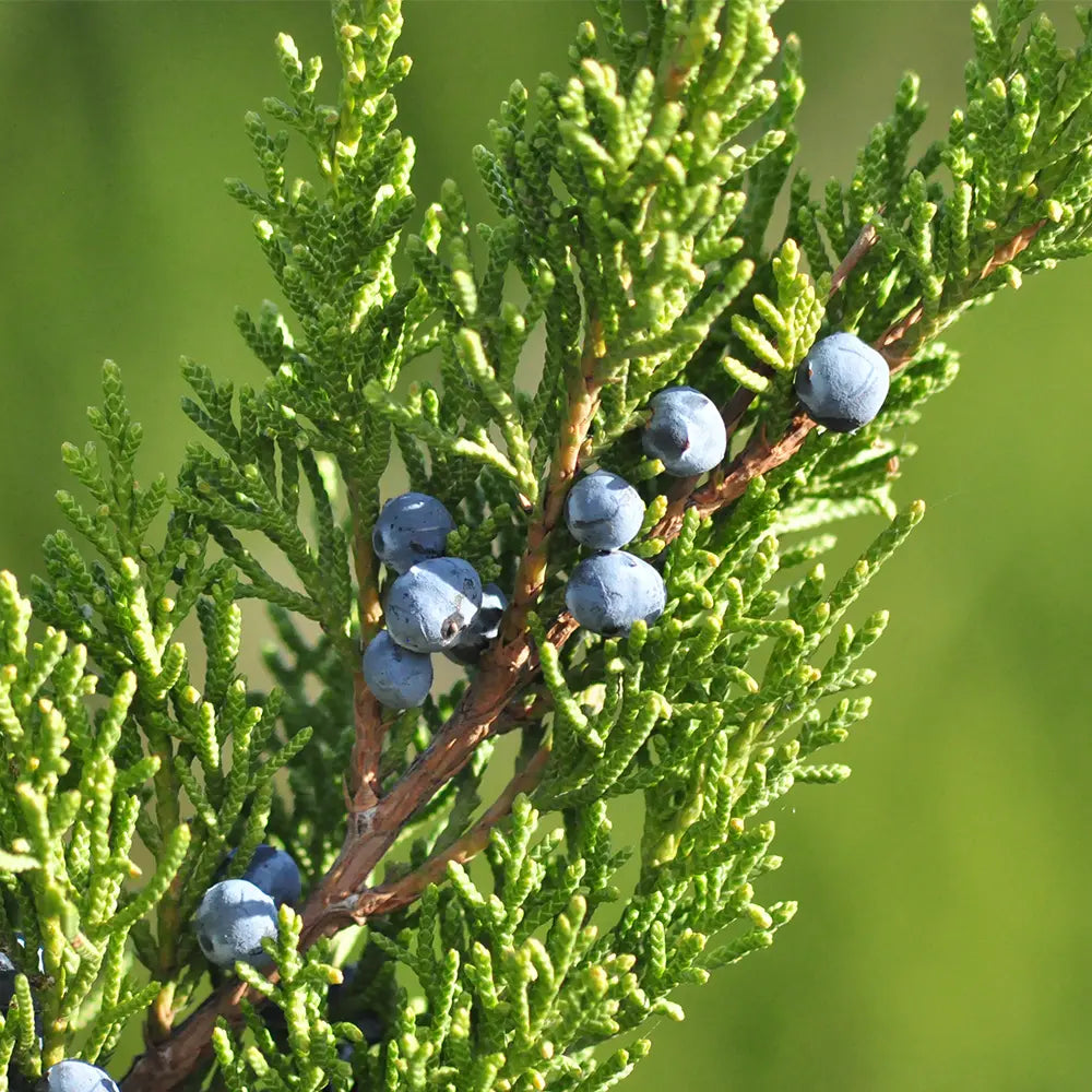 Juniper Fragrance Oil - Main Image
