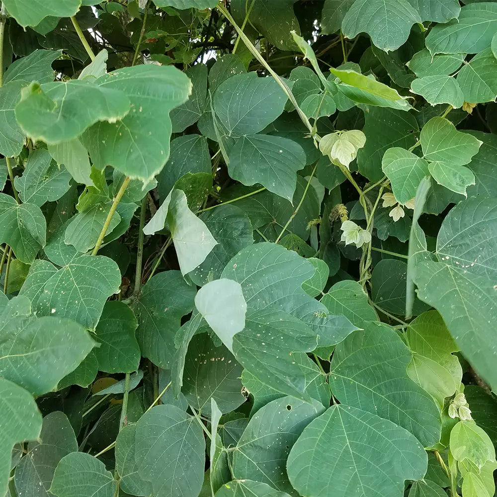 Kudzu Fragrance - FragranceBuddy
