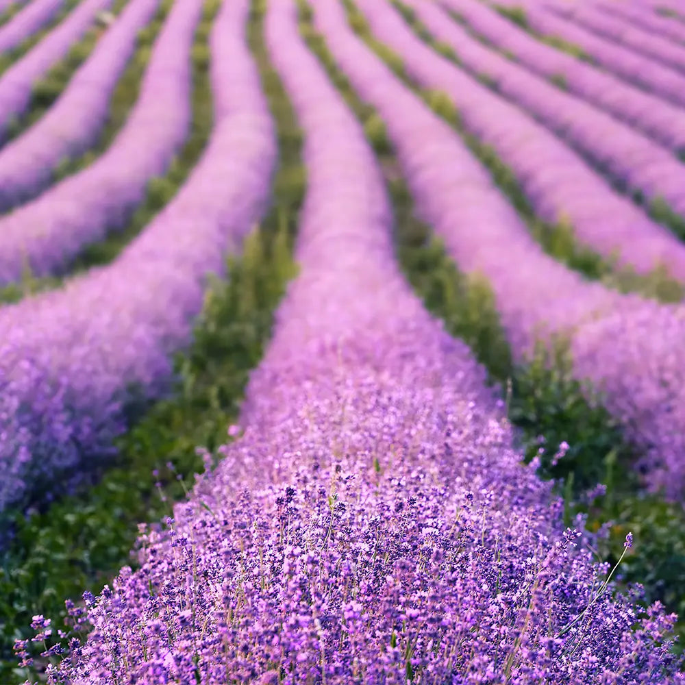 Lavender Fields Fragrance - FragranceBuddy