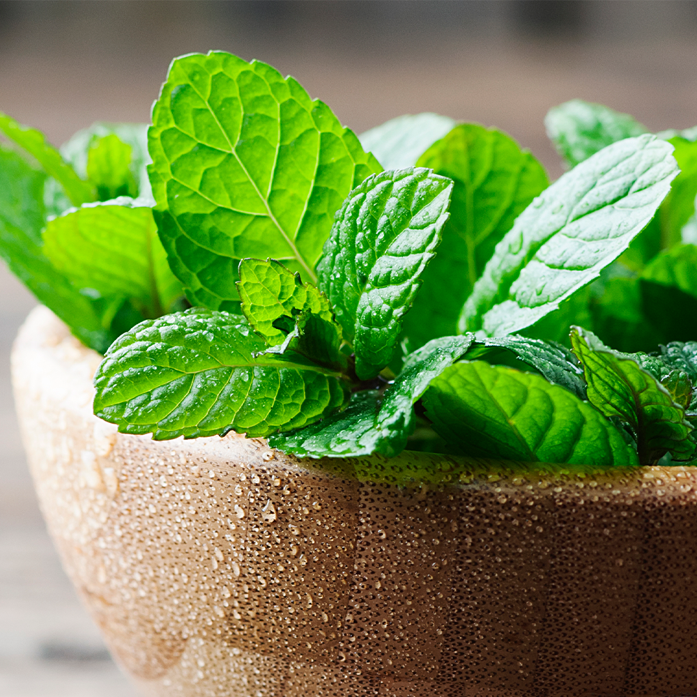 Menthol Mint Fragrance Oil - FragranceBuddy