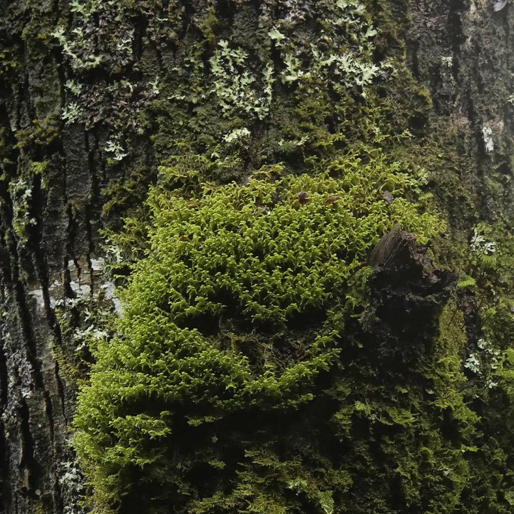 Oakmoss Fragrance - FragranceBuddy