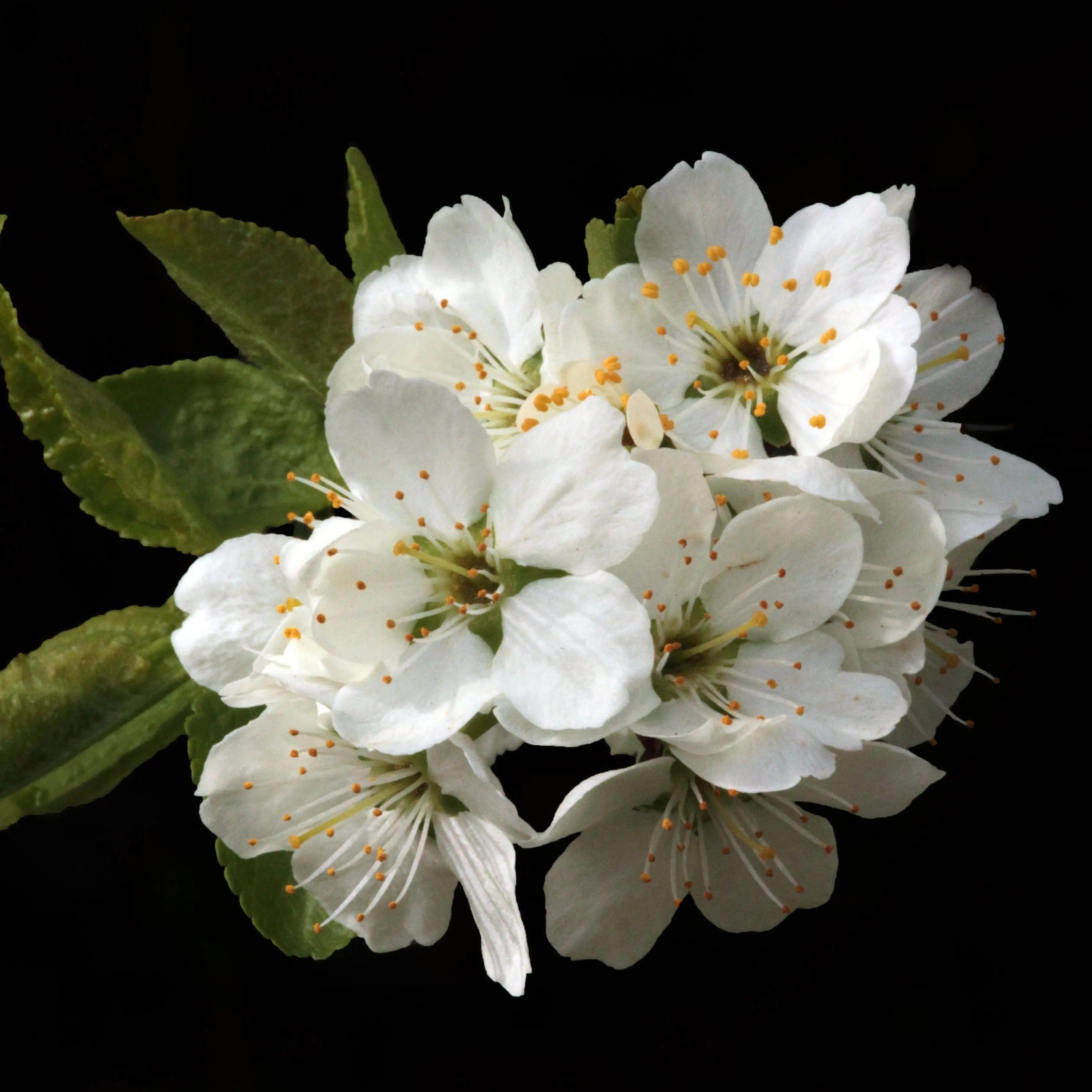 Celestial Garden Fragrance FragranceBuddy
