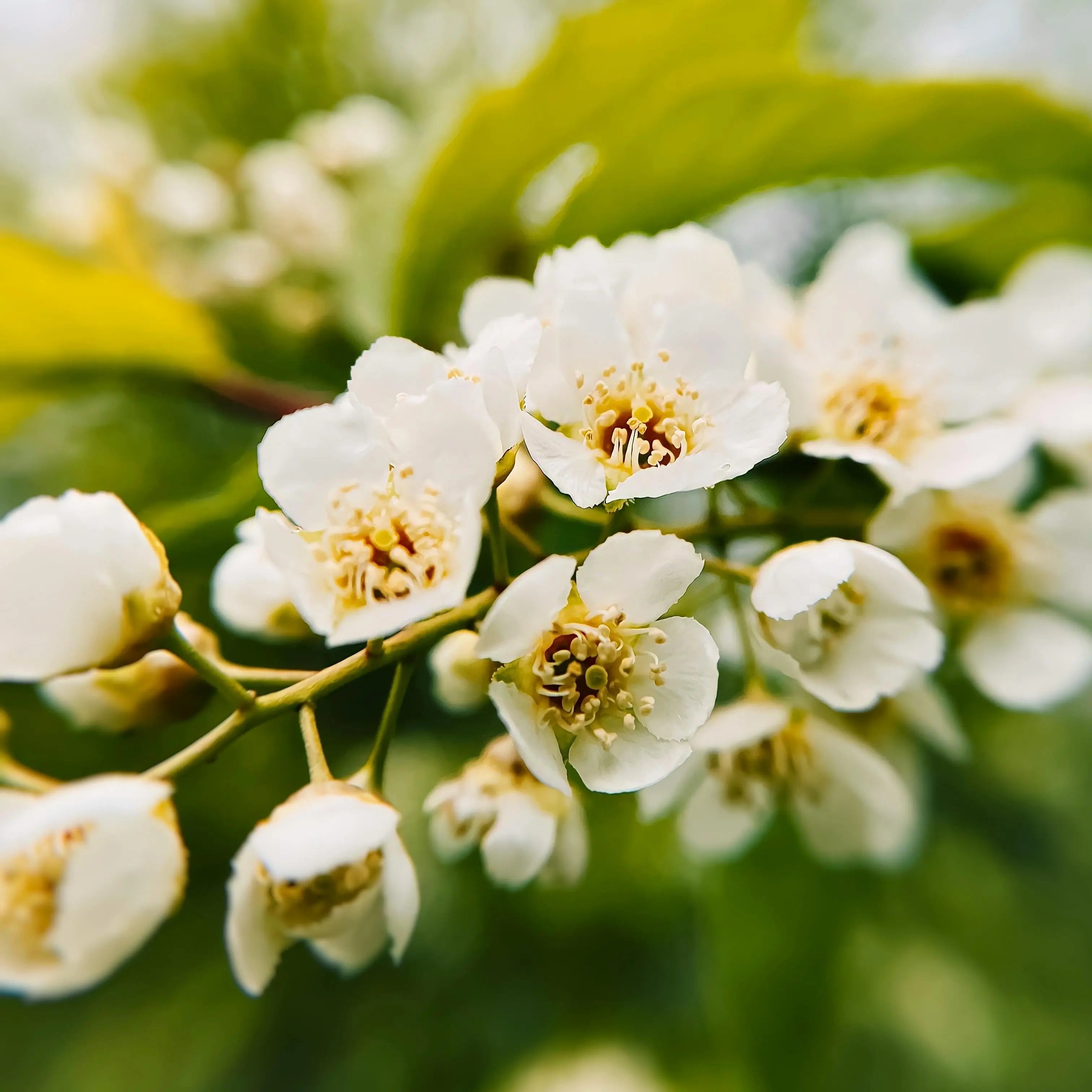 Sensual Jasmine Fragrance FragranceBuddy