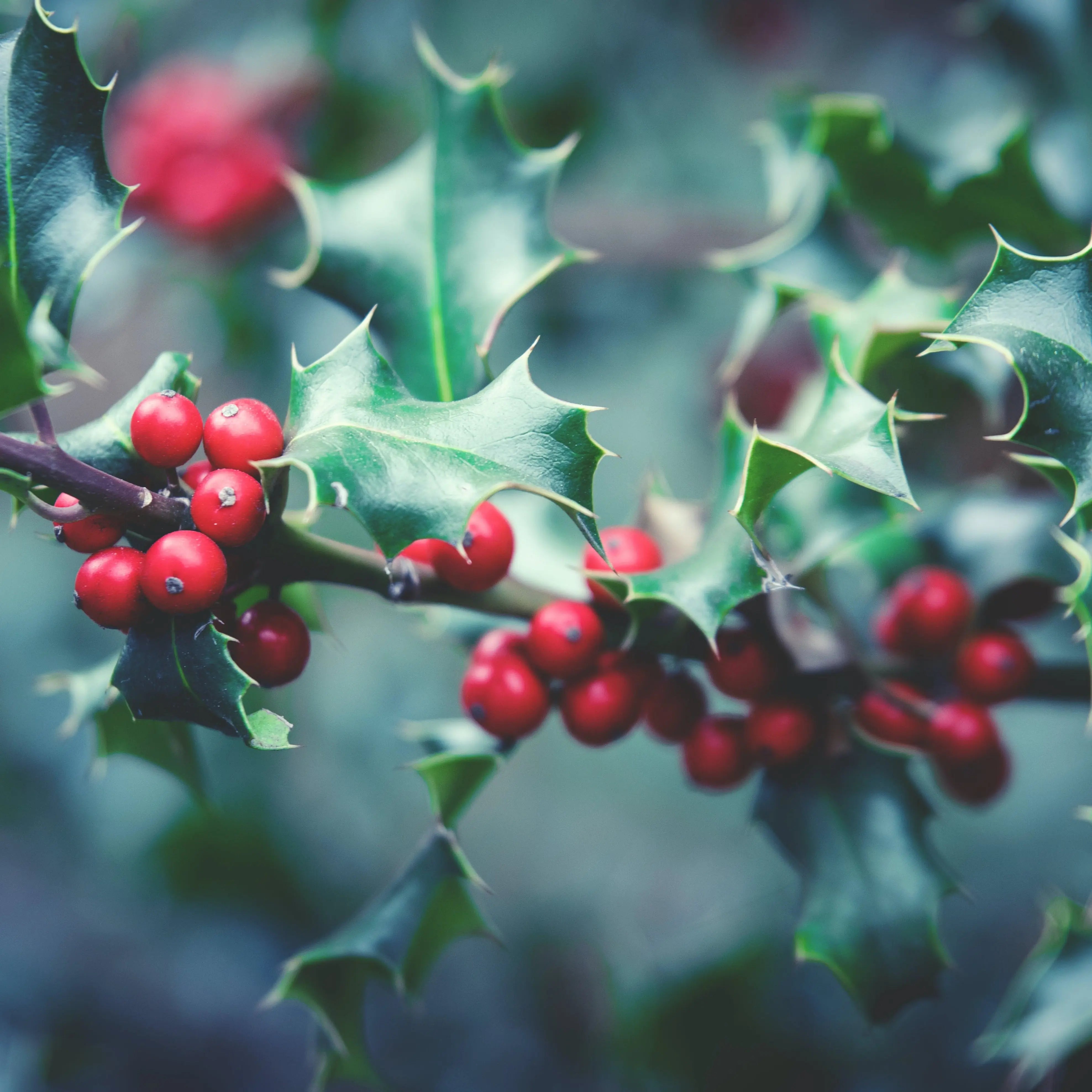 Under The Mistletoe Fragrance