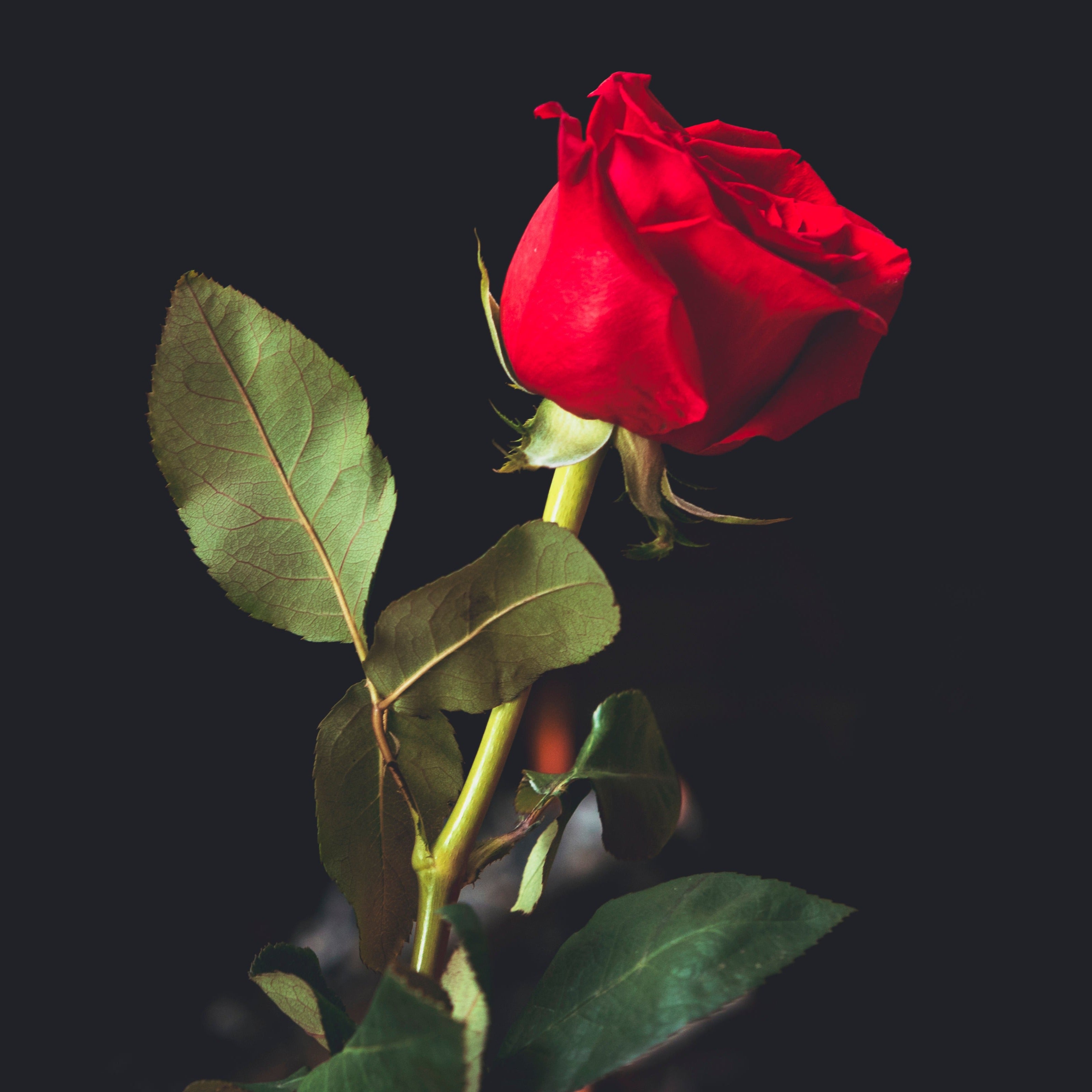 Rose Thorns Fragrance Oil - FragranceBuddy