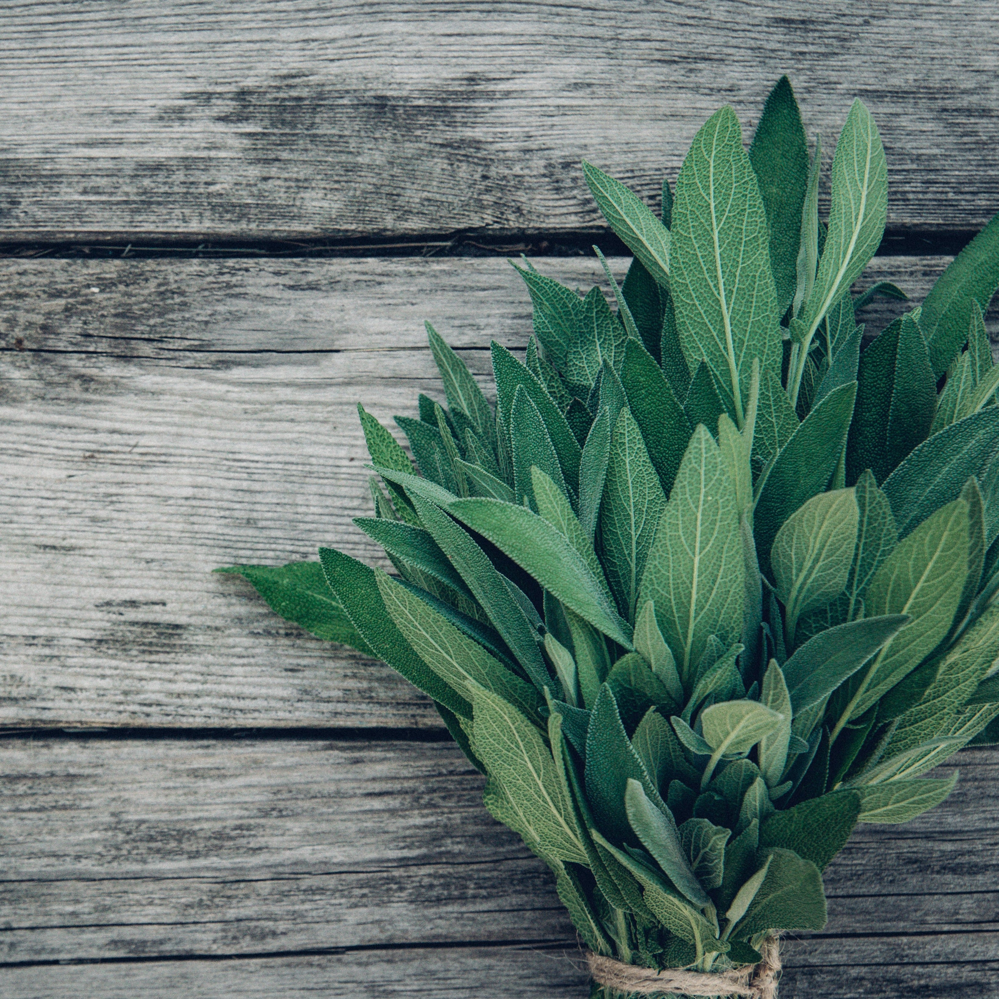 Sandalwood and Blue Sage Fragrance Oil - FragranceBuddy