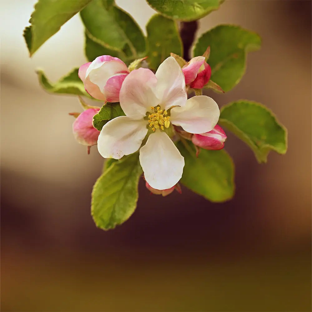 Apple Blossom by Peak Fragrance - FragranceBuddy