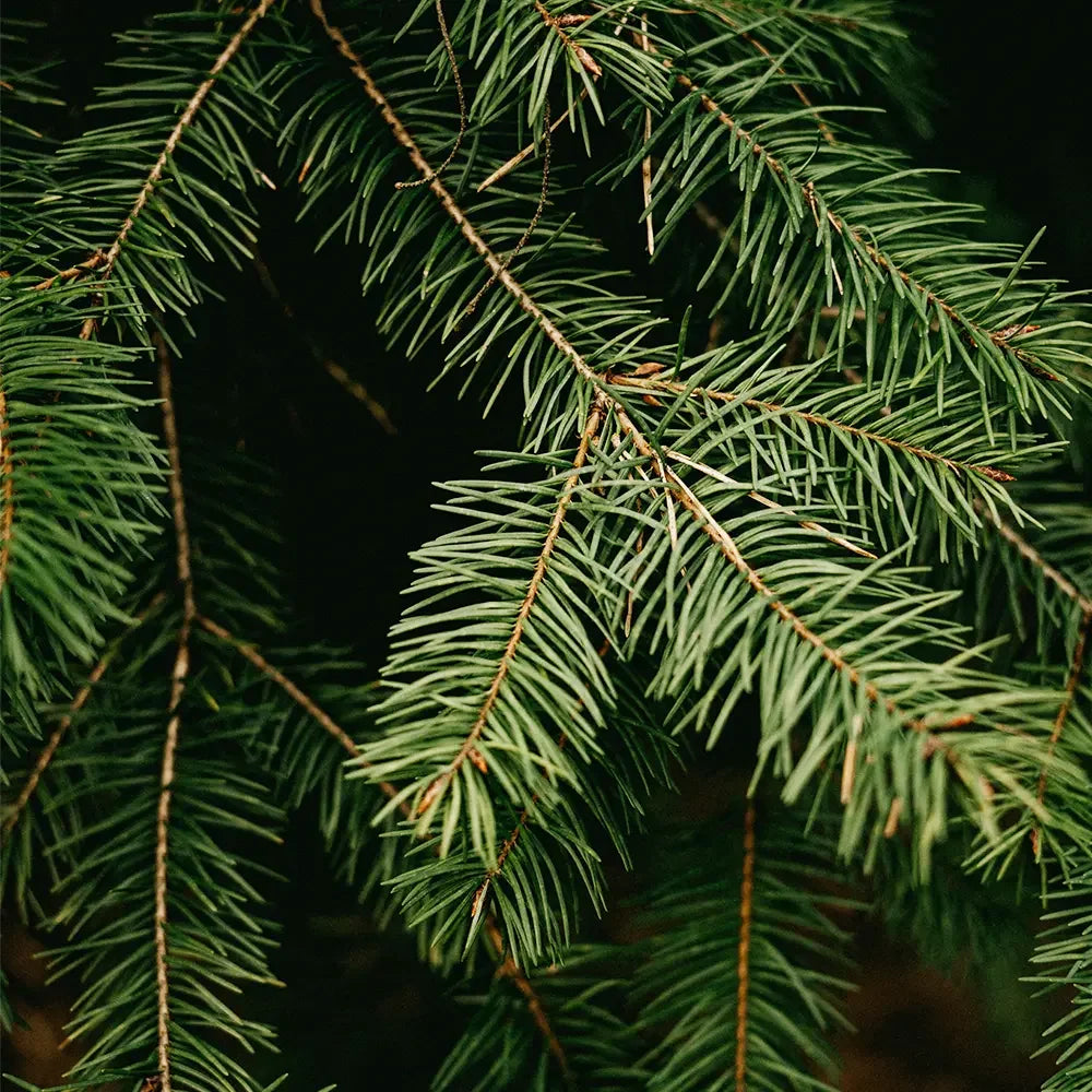 Balsam Cedar Type Fragrance - FragranceBuddy