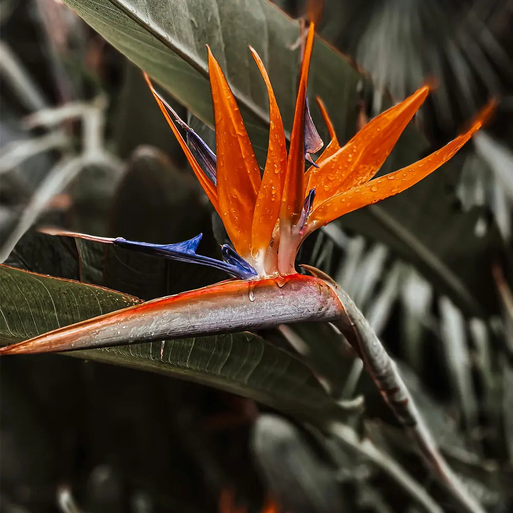 Bird of Paradise Fragrance - FragranceBuddy