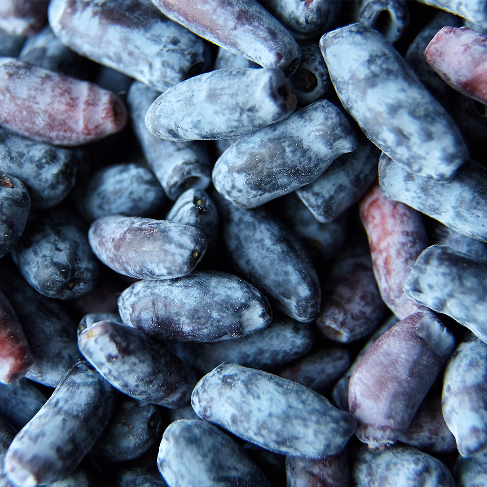 Blue Honeyberry Fragrance Oil - FragranceBuddy