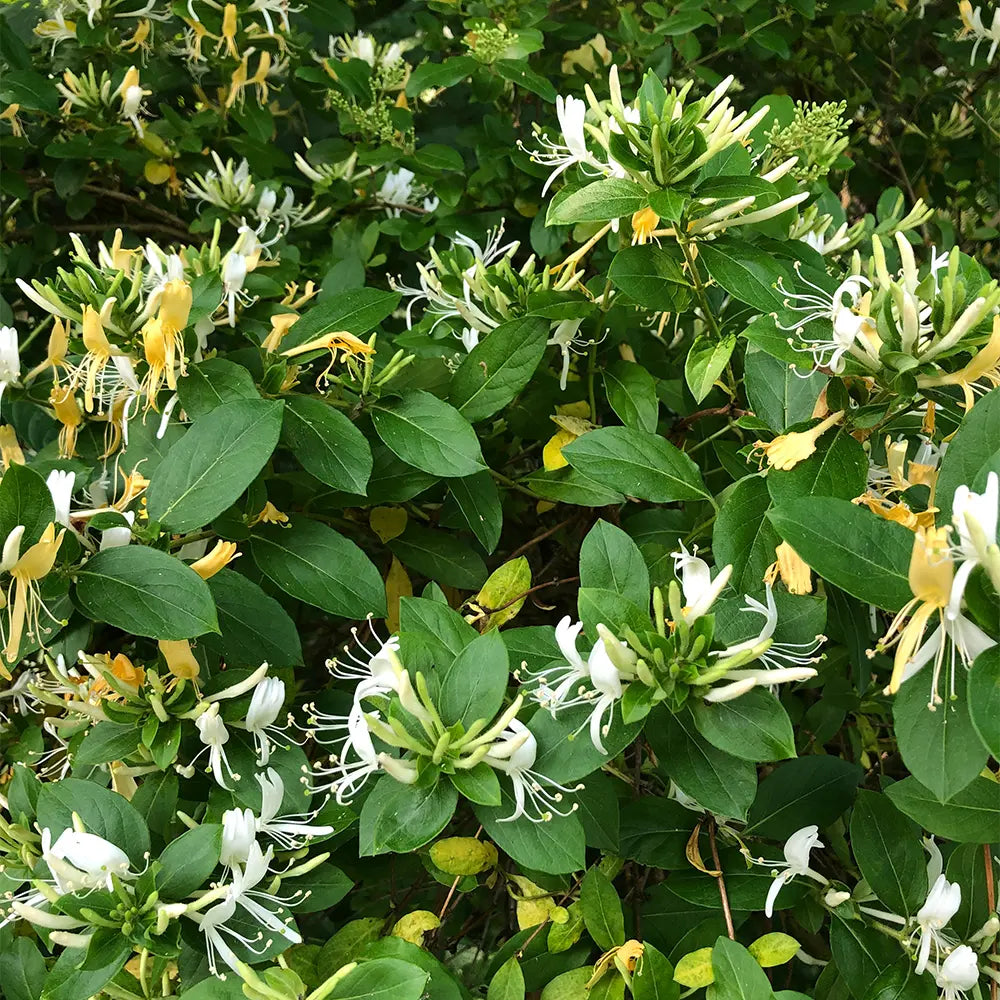 Honeysuckle Fragrance - FragranceBuddy