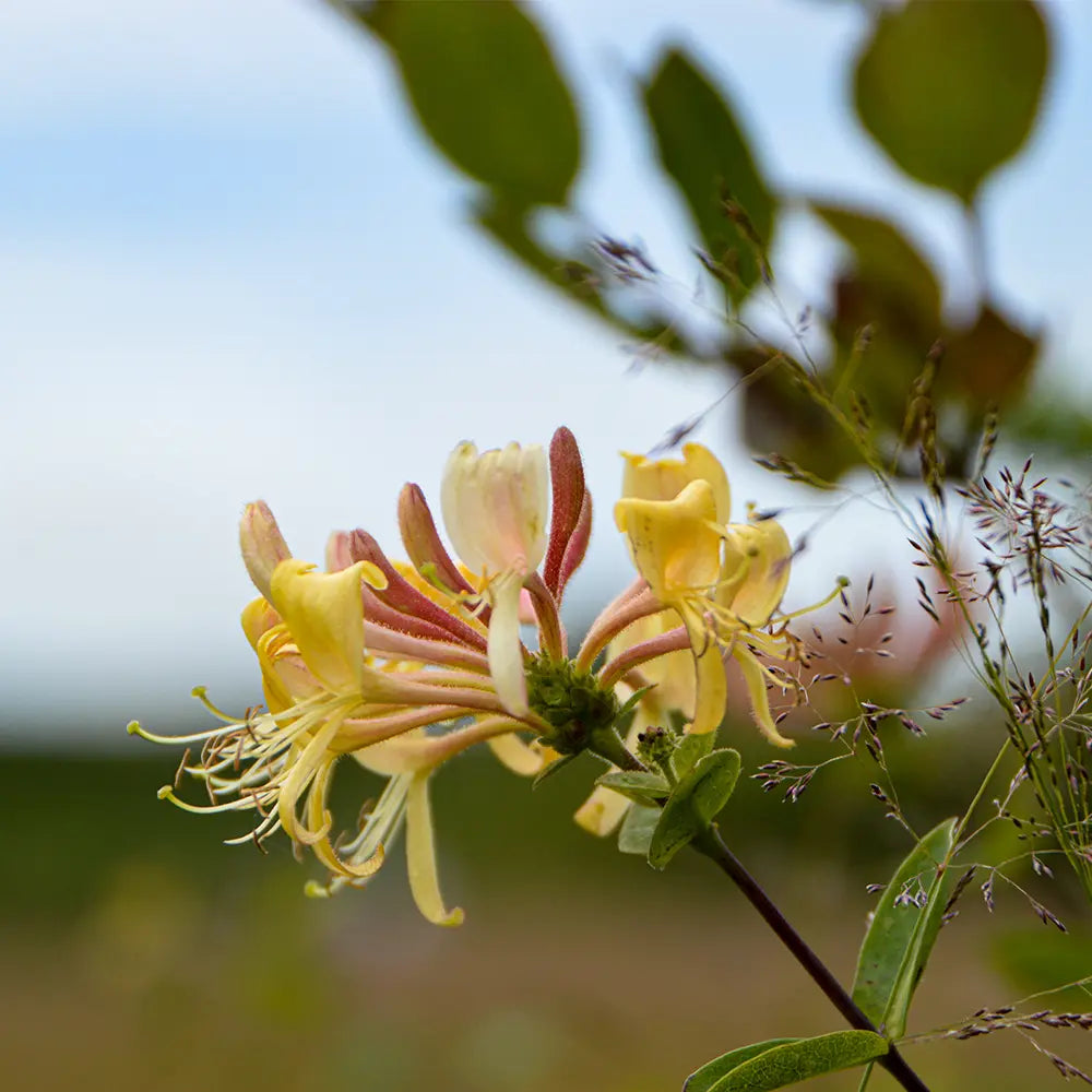 Honeysuckle and Jasmine Fragrance - FragranceBuddy