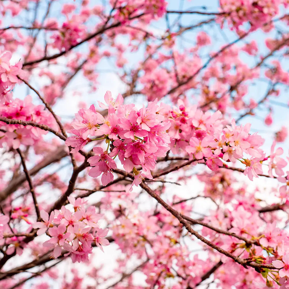 Japanese Cherry Blossom Type Fragrance - FragranceBuddy