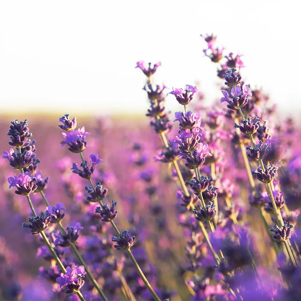 Lavender Oil 