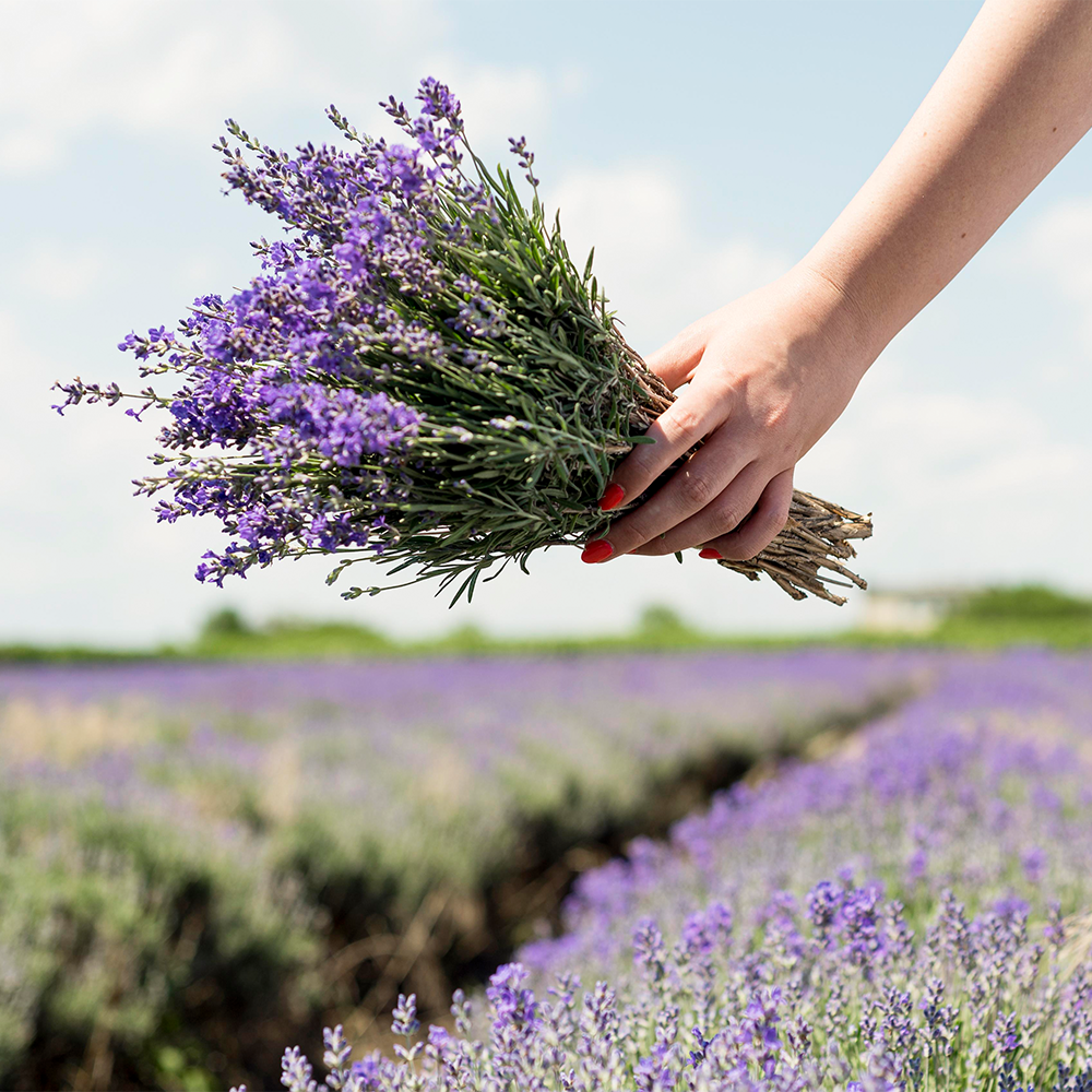 Lavender Blended Bushels Fragrance Oil