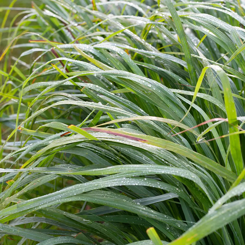 Lemongrass Oil 