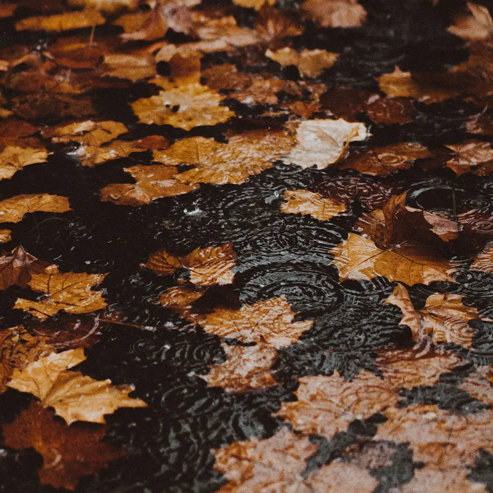 November Rain Type Fragrance - FragranceBuddy