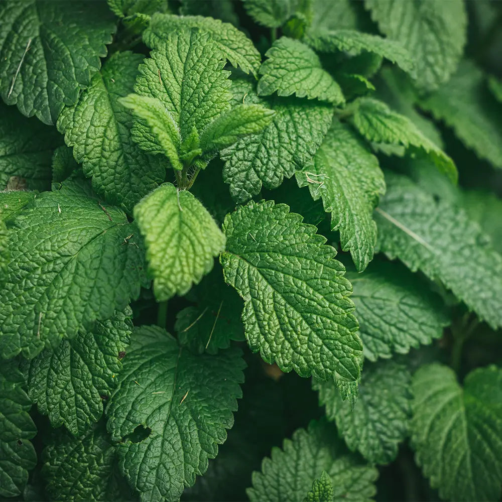 Peppermint Oil - FragranceBuddy