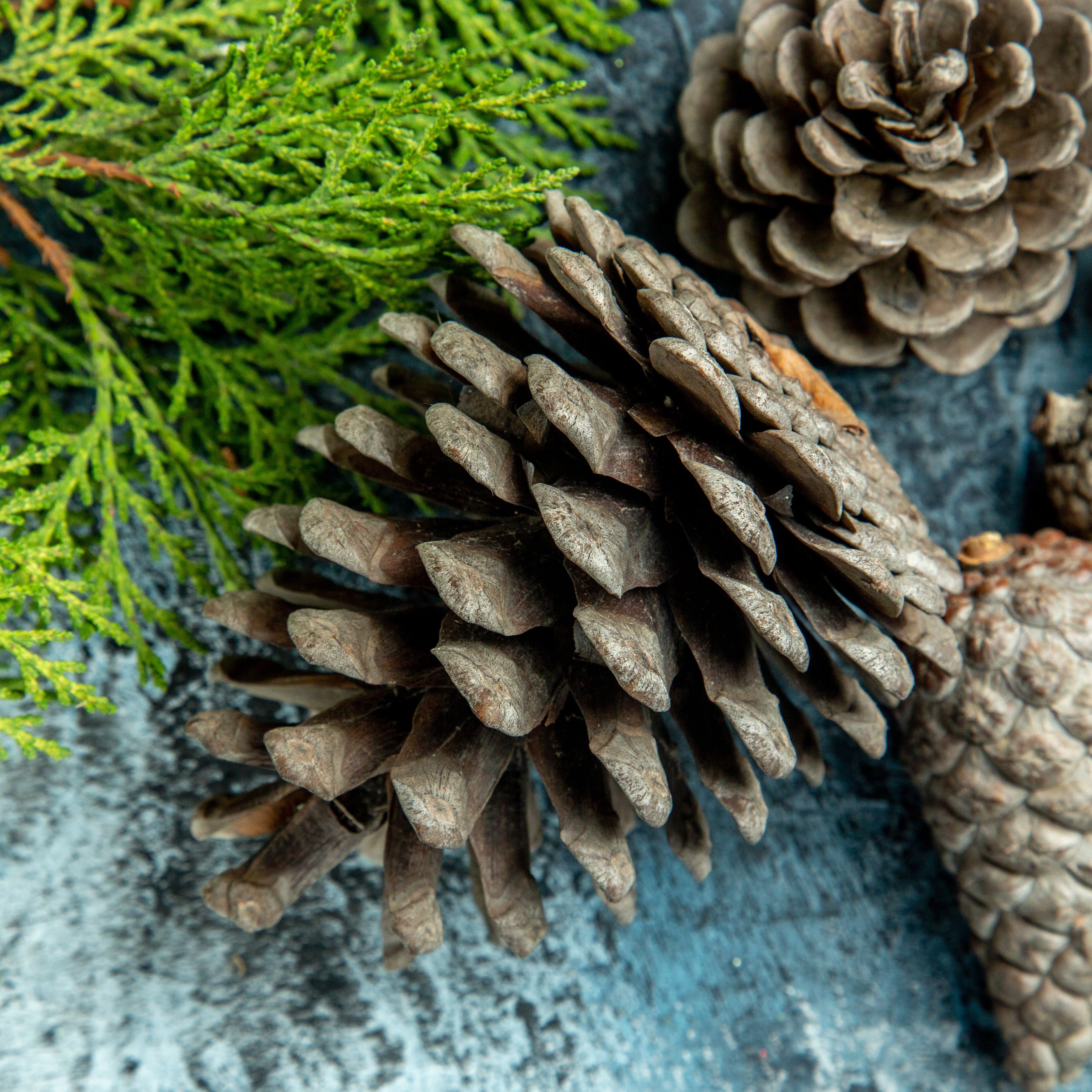 Roasted Pine Cone Fragrance Oil - FragranceBuddy