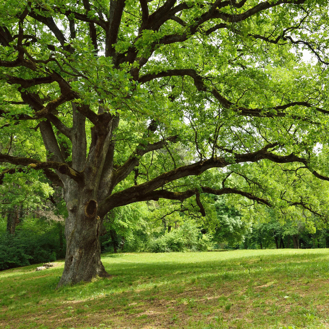 Earthen Oak Type Fragrance Oil