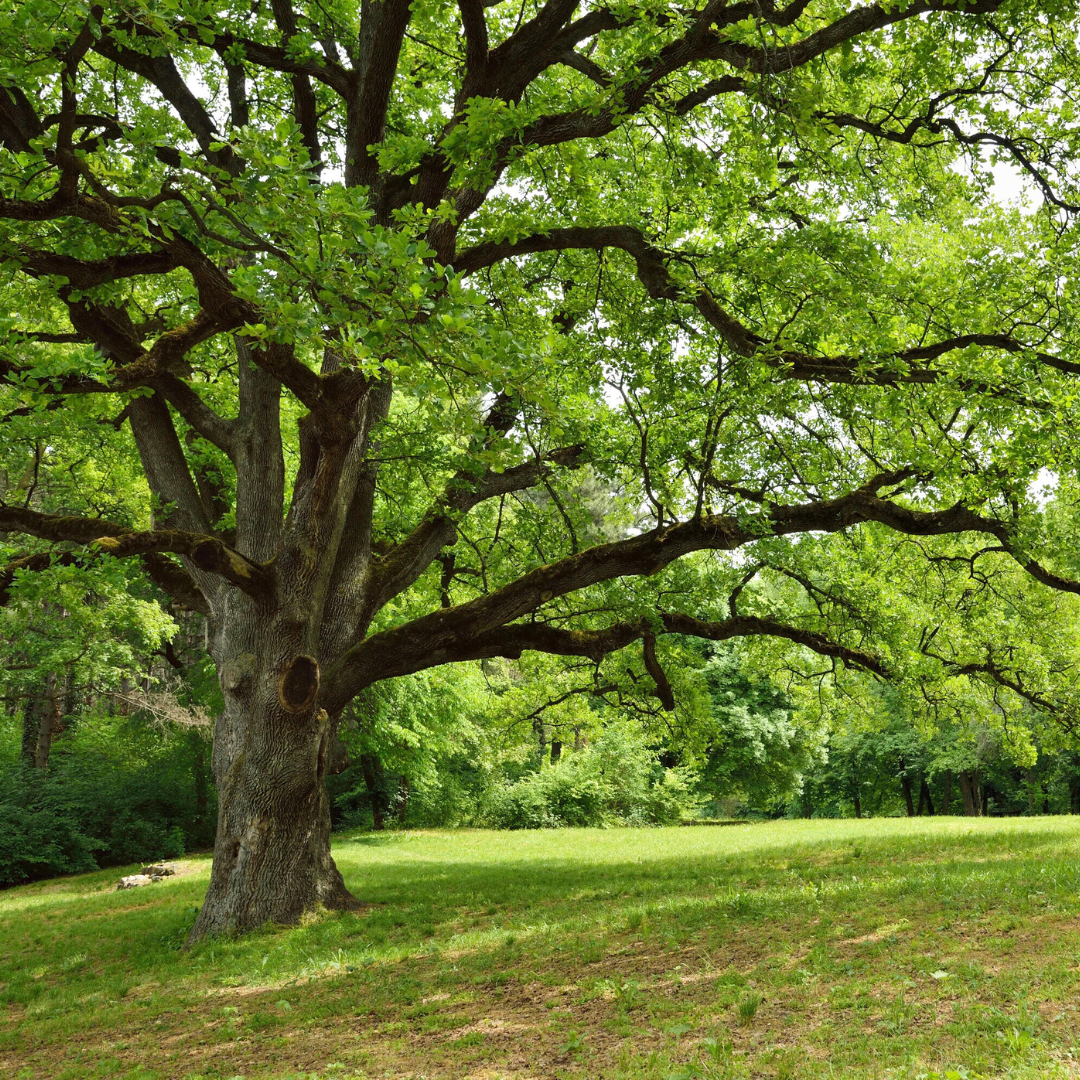 Earthen Oak Type Fragrance Oil - FragranceBuddy