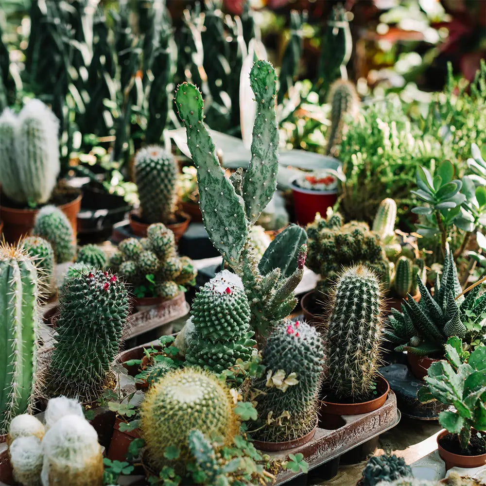 Blooming Cactus and Aloe Fragrance 