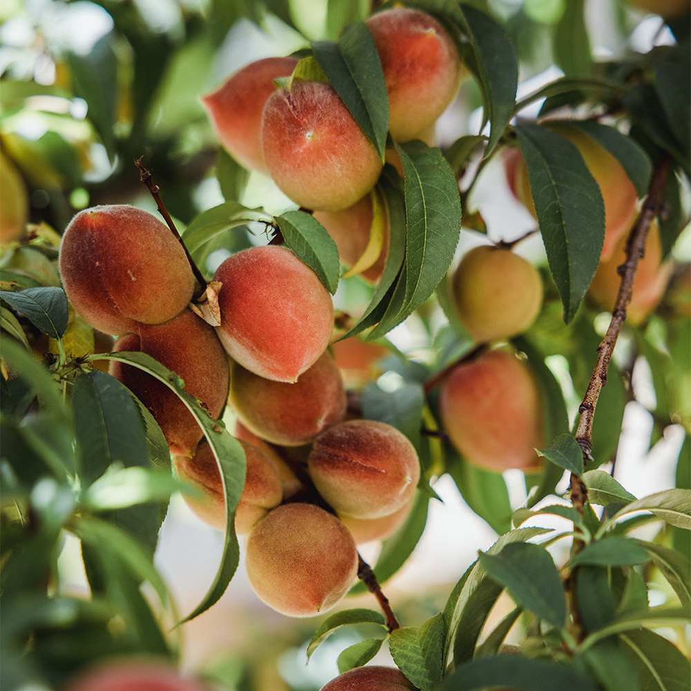 White Georgia Peach Fragrance Oil