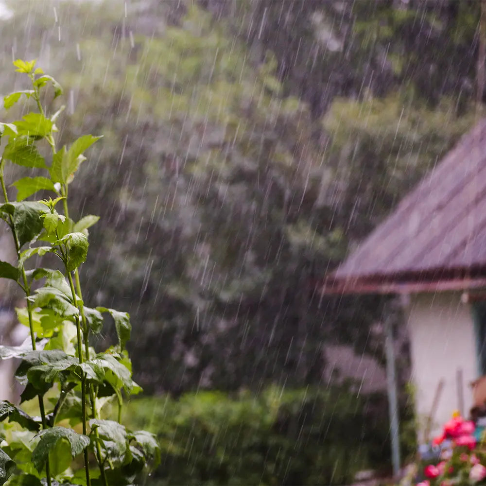 After The Rain Fragrance 