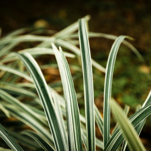 Overstock Lemongrass Eucalyptus Fragrance Oil - FragranceBuddy